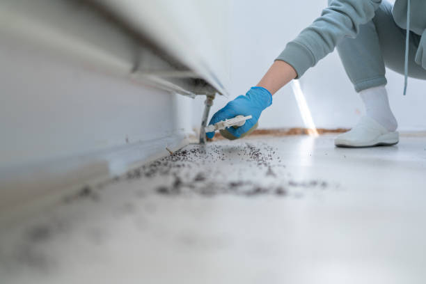 Wasp Removal Services in St James, MO